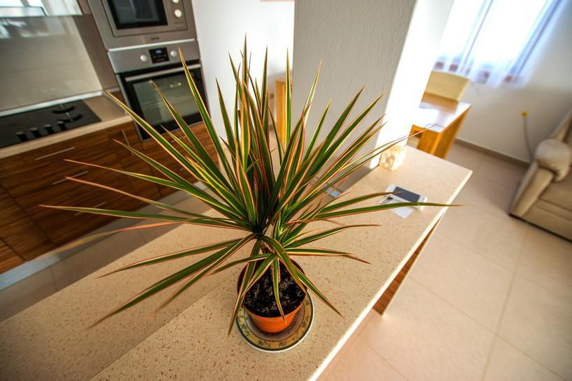 Apartment Andjela Starigrad Paklenica Buitenkant foto